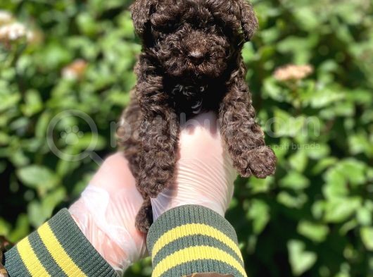 Kore Gen Hattina Sahip Cikolata Toy Poodle Bebeği̇mi̇z görsel