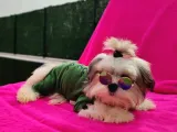 Orjinal morkie