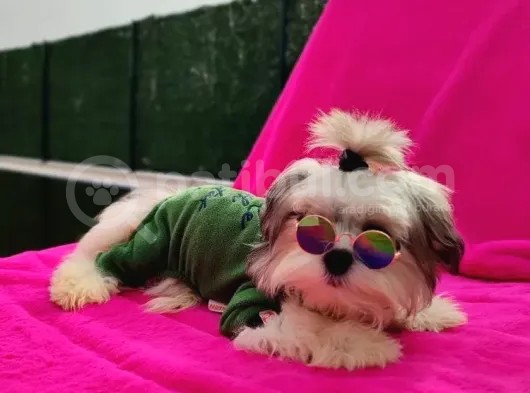 Orjinal Morkie