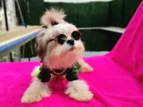 Orjinal Morkie