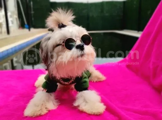 Orjinal Morkie görsel