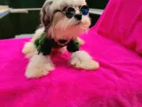 Orjinal Morkie