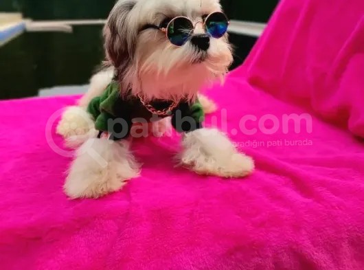 Orjinal Morkie görsel