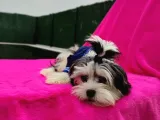 Orjinal Morkie