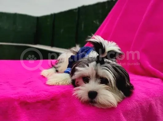 Orjinal Morkie görsel