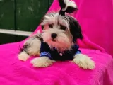 Orjinal Morkie
