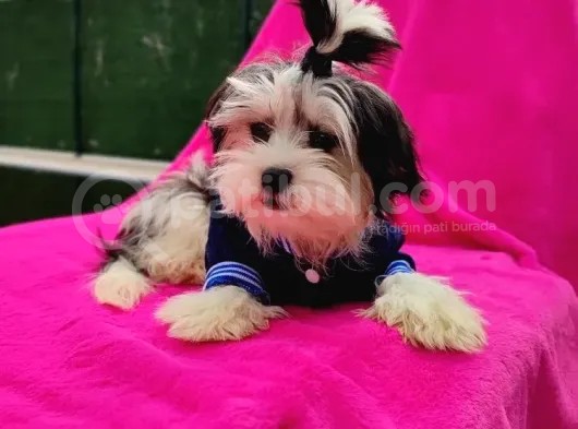 Orjinal Morkie görsel