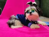 Orjinal Morkie
