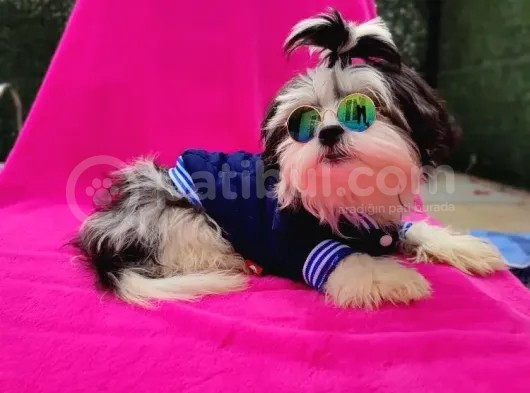 Orjinal Morkie görsel