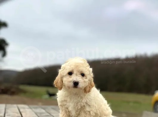 Kıvırcık Tüy Erkek Maltipoo Yavrumuz  görsel