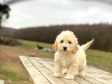 Kıvırcık tüy erkek Maltipoo yavrumuz 