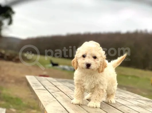 Kıvırcık Tüy Erkek Maltipoo Yavrumuz 
