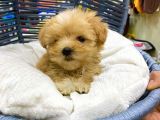 Çok Sevimli Maltipoo Bebeğimiz