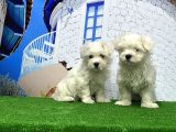 Maltese Terri̇er Yavrusu