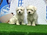 Maltese Terri̇er Yavrusu