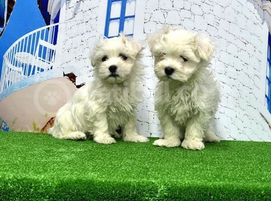 Maltese Terri̇er Yavrusu görsel