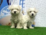 MALTESE TERRİER YAVRUSU