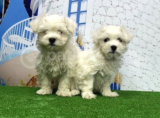 Maltese Terri̇er Yavrusu