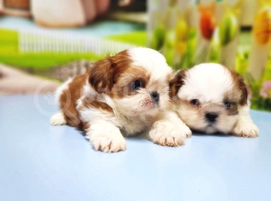 Shi̇h Tzu Yavrusu görsel