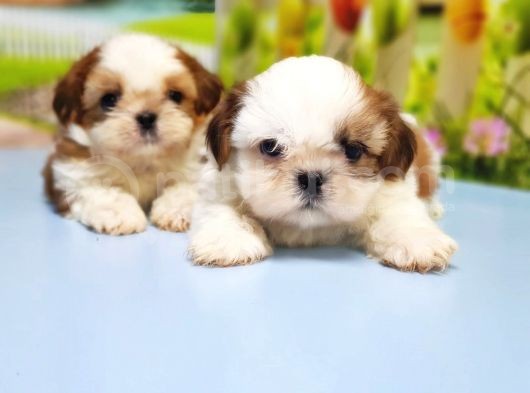 Shi̇h Tzu Yavrusu