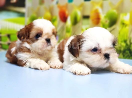 Shi̇h Tzu Yavrusu görsel