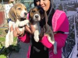 Elizabet beagle yavrular