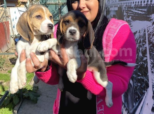 Elizabet Beagle Yavrular