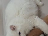RAGDOLL SECERELİ SAĞLIK SEBEBİYLE ACİL