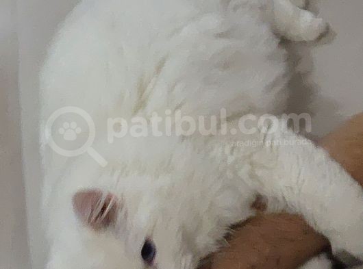Ragdoll Secereli̇ Sağlik Sebebi̇yle Aci̇l