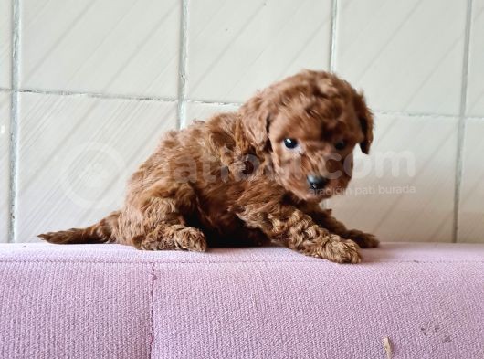 Red Toy Poddle Yavrularımız Dışı Erkek Mevcuttur görsel