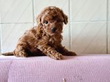 Red toy poddle yavrularımız dışı erkek mevcuttur