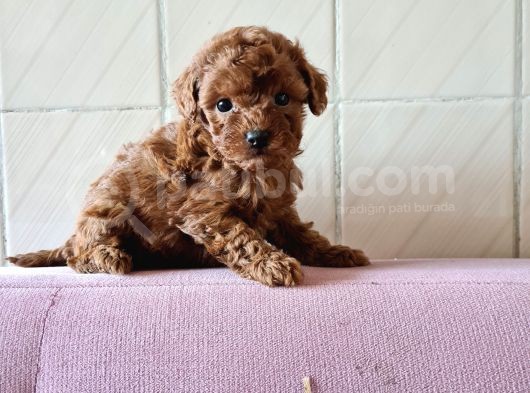 Red Toy Poddle Yavrularımız Dışı Erkek Mevcuttur