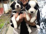 Mükemmel border collie yavrular