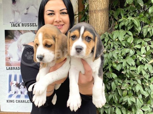 Safkan elizabet beagle yavrular