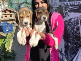 Elizabet Beagle Yavrular