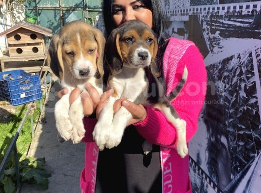 Elizabet Beagle Yavrular görsel