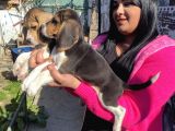 Elizabet Beagle Yavrular