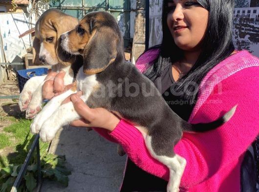 Elizabet Beagle Yavrular görsel