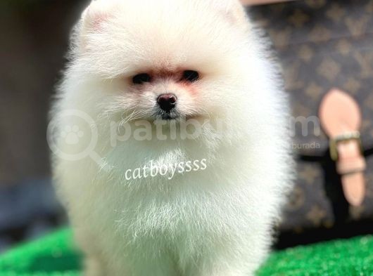 Safkan Pomeranian Boo Yavrularımız görsel