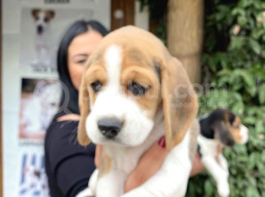 Safkan Elizabet Beagle Yavrular görsel