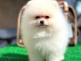Safkan Pomeranian Boo yavrularımız