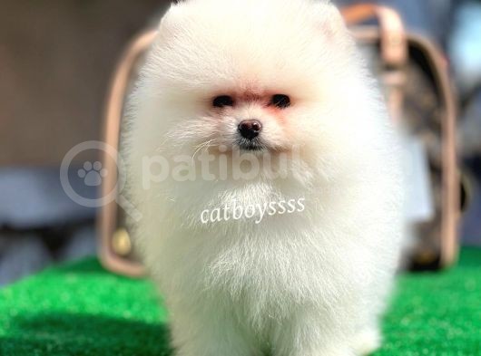 Safkan Pomeranian Boo Yavrularımız