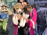 Elizabet Beagle Yavrular