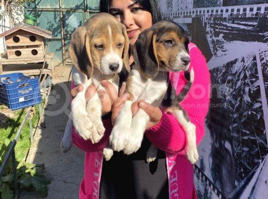 Elizabet Beagle Yavrular görsel