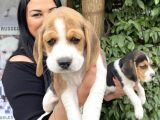 Safkan Elizabet Beagle Yavrular