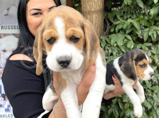 Safkan Elizabet Beagle Yavrular görsel