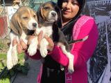 Elizabet Beagle Yavrular