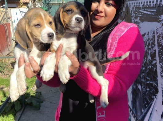 Elizabet Beagle Yavrular görsel