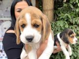 Safkan Elizabet Beagle Yavrular