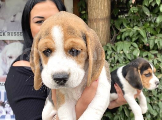 Safkan Elizabet Beagle Yavrular görsel